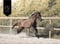 Annuncio cavallo