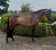 Horse ad