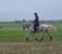 Horse ad