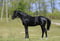 Annonce cheval