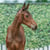 Horse ad