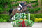 Annuncio cavallo