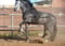 Annuncio cavallo
