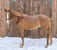 Annuncio cavallo