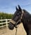 Annuncio cavallo