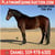 Annuncio cavallo