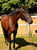 Horse ad