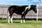 Horse ad