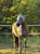 Horse ad