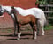 Horse ad