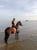 Horse ad