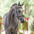Annuncio cavallo
