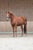Horse ad