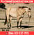 Horse ad