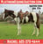 Horse ad