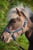 Annonce cheval