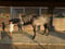 Annuncio cavallo
