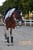 Horse ad