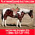 Paardadvertentie