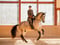 Horse ad