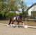Horse ad