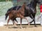 Annuncio cavallo