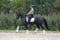 Annuncio cavallo