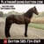 Annuncio cavallo