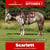Paardadvertentie