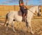 Horse ad