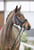 Anuncio de caballos