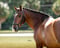 Horse ad
