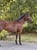 Horse ad
