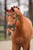 Paardadvertentie