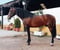 Horse ad