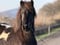 Horse ad