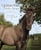 Horse ad