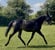 Horse ad