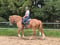 Annuncio cavallo