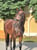 Horse ad