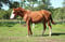 Annuncio cavallo