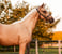 Annonce cheval