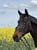 Horse ad