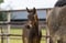 Annuncio cavallo