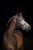 Annonce cheval