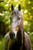 Anuncio de caballos
