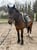 Horse ad