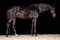 Horse ad