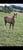 Horse ad