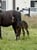 Horse ad